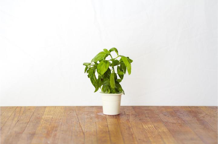 Produktbild Click and Grow Basilikum (Kräutersamen)