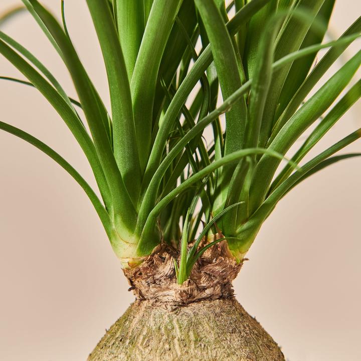 Image du produit Mary and Plants Ponytail Palm (50 cm)