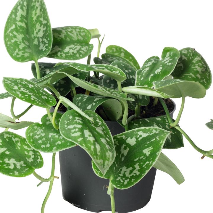 Produktbild Flowerbox Gefleckte Efeutute - Scindapsus pictus 'Argyraeus' (15 cm)
