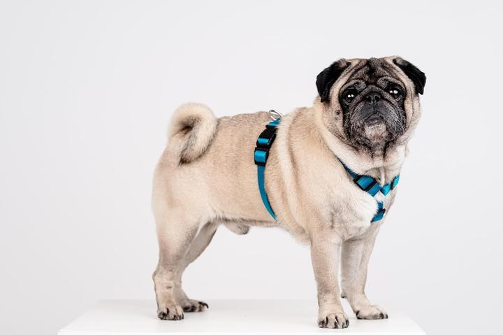 Actual product image Chaba CH-BELT PROTECTOR L (P)35-60 (D)50-75X2,5CM SEA 5080 (L, Dog, General, Walks)