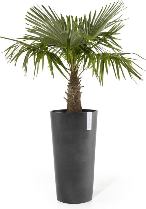 Actual product image Ecopots Amsterdam High (41 cm)