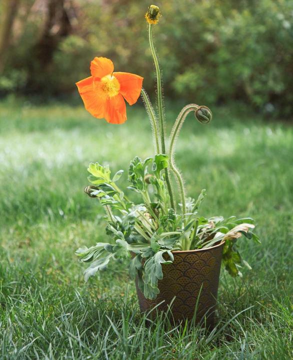 Image du produit Esmée Orient (20 cm)