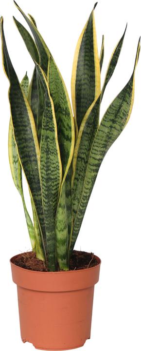 Immagine prodotto Plant in a Box Sansevieria trifasciata Laurentii - canapa a fiocco (40 cm)