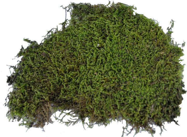 Produktbild Lucky Reptile Vivarium Moos
