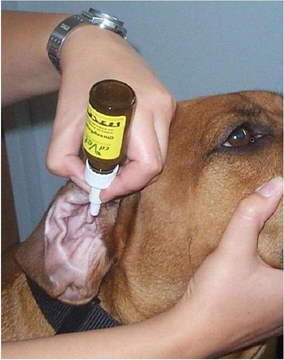 Actual product image cdVet Ear cleaner ear care, 20 ml (Dog, 20 ml)