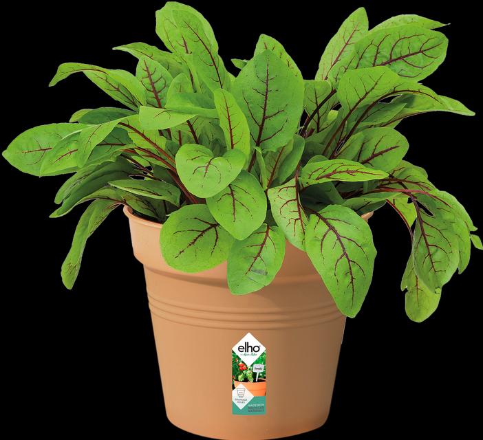 Immagine prodotto Elho Verde Basic (13 cm)