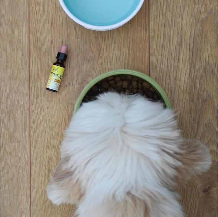Actual product image Bach Rescue Rescue Original (Dog, 10 ml)