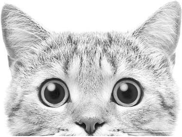 Produktbild Reinders Cat is watching (40 x 50 cm)