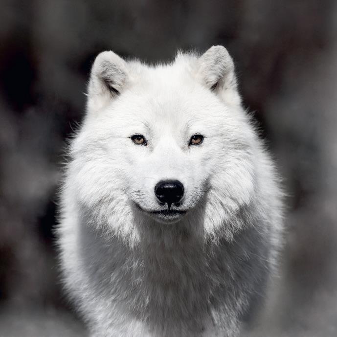 Produktbild Eibert Visual White Wolf (Leinwandbild 90x90 cm) (90 x 90 cm)