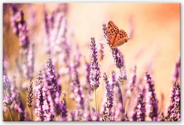 Actual product image Trenddeko The butterfly in the lavender (100 x 70 cm)