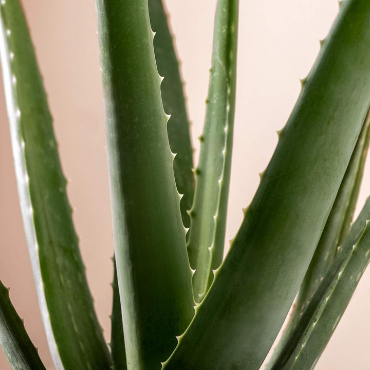 Immagine prodotto Mary and Plants Aloe Vera (30 cm)