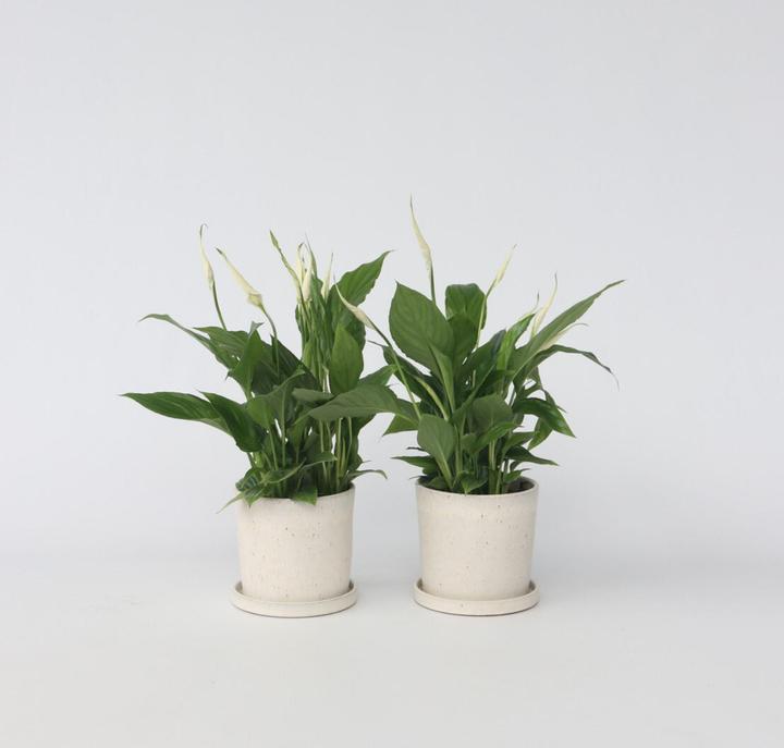 Image du produit Plant in a Box Spathiphyllum 'Torelli' - Lot de 2 Lis de Paix (30 cm)