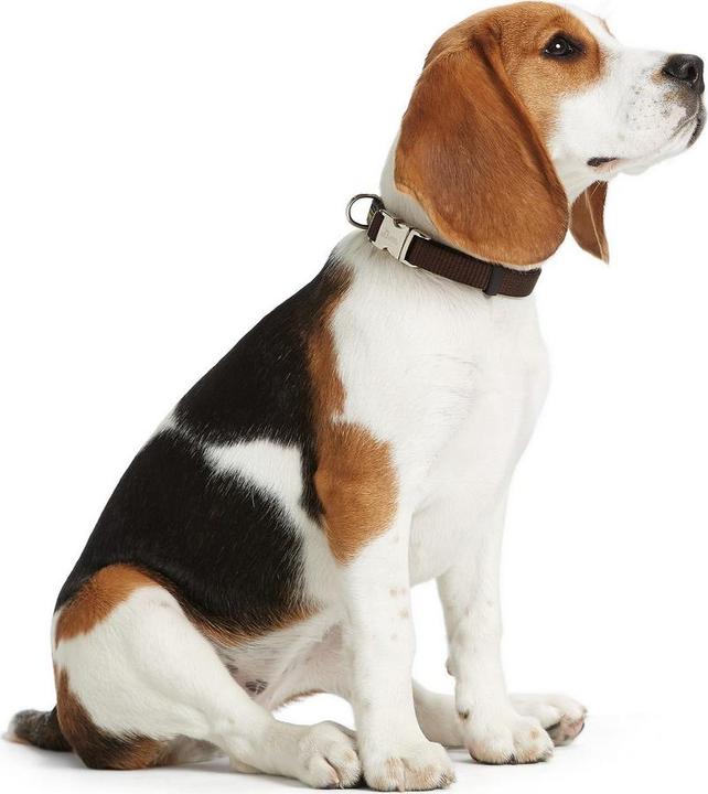 Actual product image Hunter Dog collar Alu-Strong red M (40-55 cm) (M, Dog)