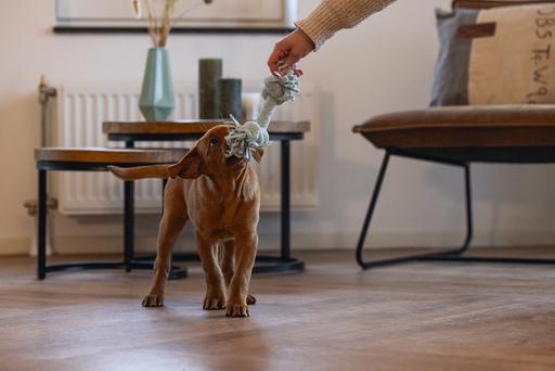 Image du produit Beeztees Puppy Corde à jouer Pim (Jouet à mâcher pour chien)