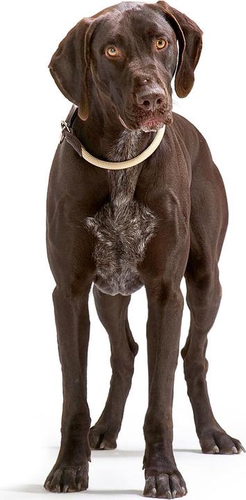 Produktbild Hunter Dressurhalsband Freestyle mit Stopper (M, L, Hund, Allgemein)