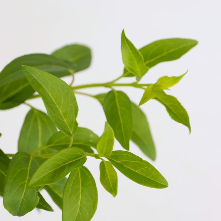 Immagine prodotto Plant in a Box Forsythia intermedia 'Minigold' - Set di 4 Forsythia (25 cm)