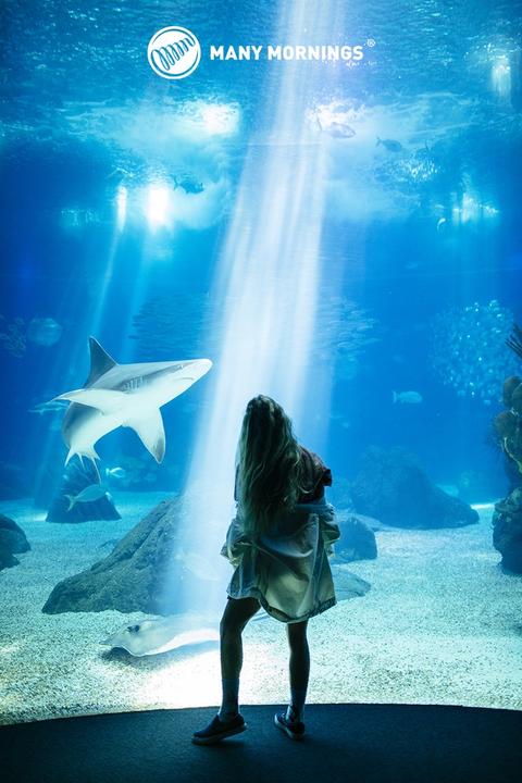 Produktbild Many Mornings Ocean Life (Einzelpack, 35 - 38)