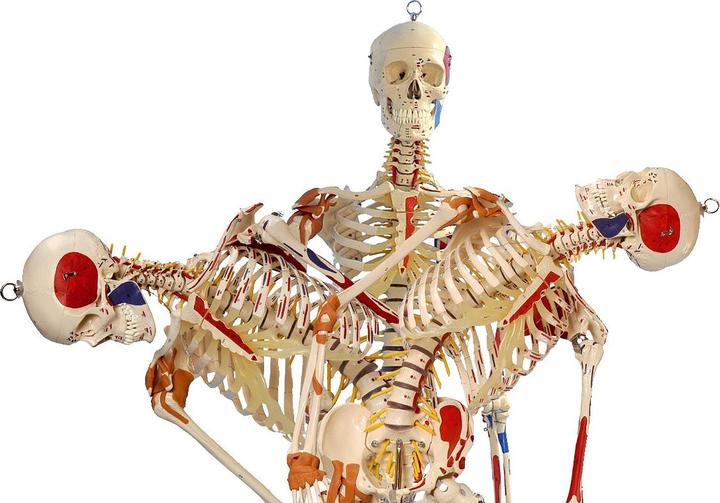 Produktbild Sport-Thieme Super-Skelett / Anatomisches Modell
