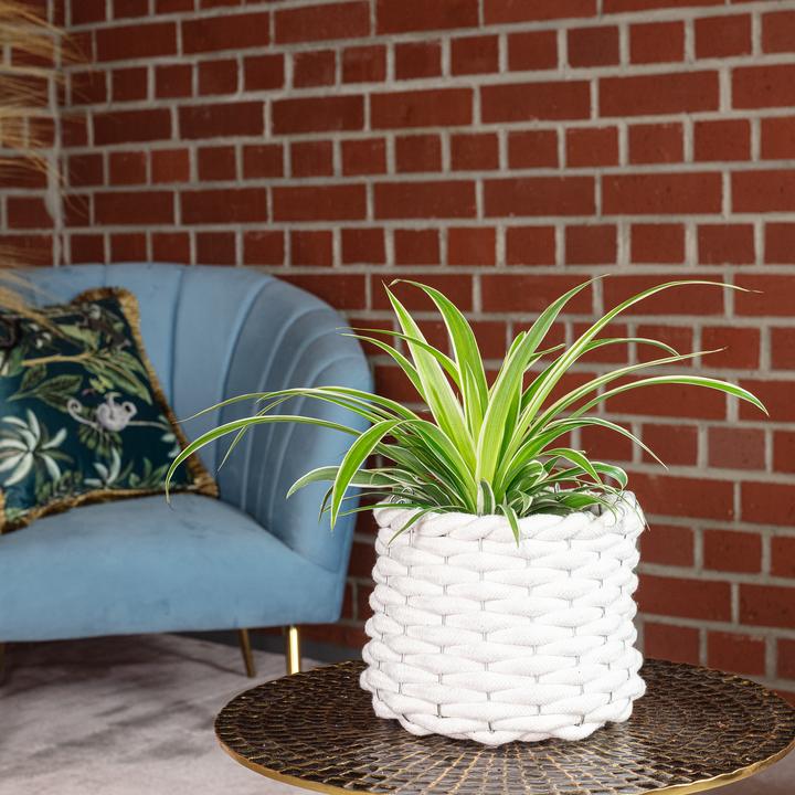 Actual product image Flowerbox Green lily Ocean - height ca. 20 cm, pot-Ø 12 cm - Chlorophytum Comosum (20 cm)
