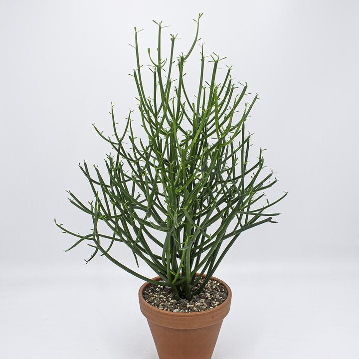 Kakteen Gautschi Spaghettibaum (55 cm)