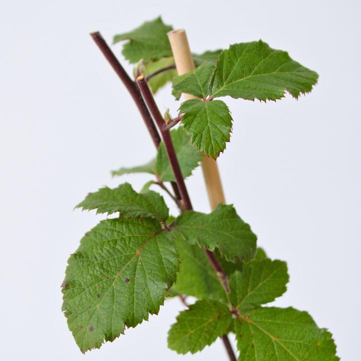 Immagine prodotto Plant in a Box Rubus fruticosus Thornfree - set di 2 piante di mirtillo nero (50 cm)