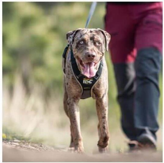 Produktbild Julius-K9 IDC Longwalk harness - S (S, Hund, Allgemein)