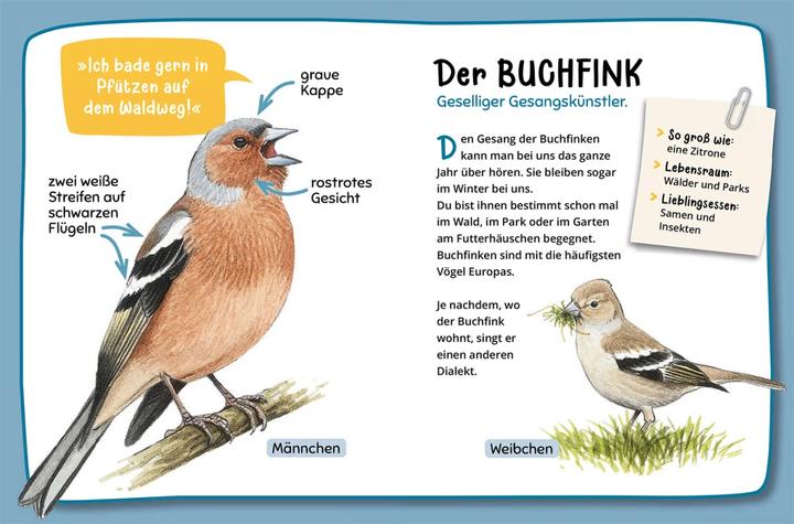 Produktbild Kosmos Mein erster Naturführer, Was fliegt denn da? (Deutsch, Lea Hille, 2023)