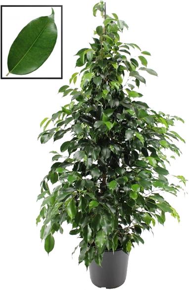 Immagine prodotto Rutishauser Blumen Ficus (130 cm)