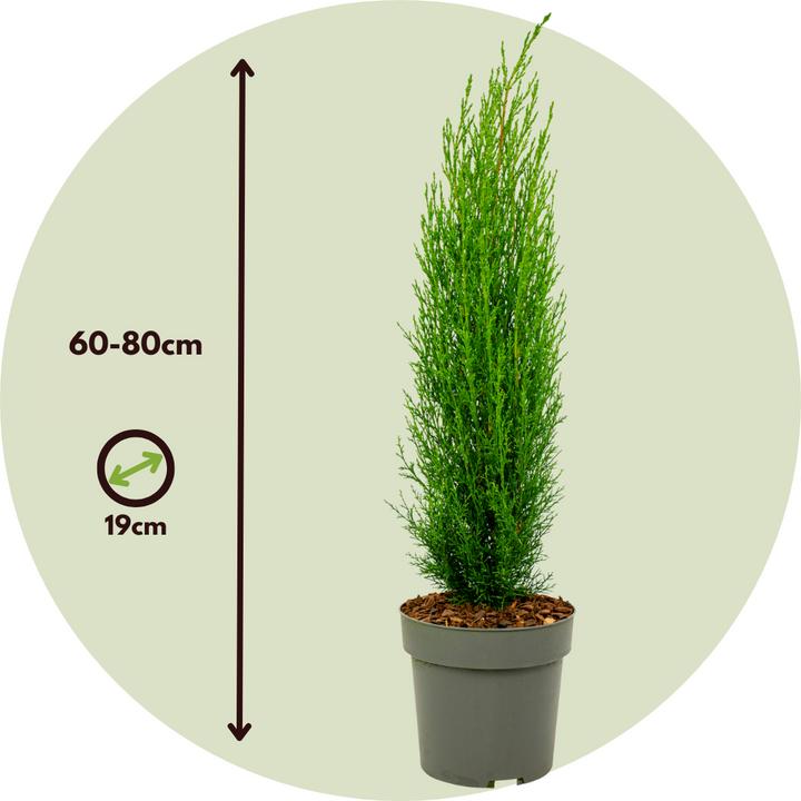 Image du produit Plant in a Box Cupressus sempervirens totem - Toskanische Zypresse (60 cm)