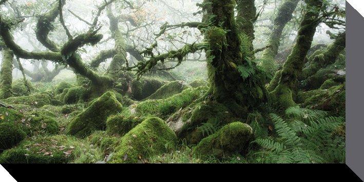 Image du produit Pyramid Wistman's Wood, Dartmoor (50 x 100 cm)