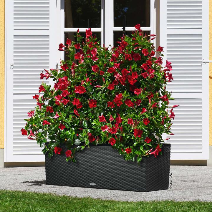 Image du produit Lechuza Trio Cottage (32 cm)