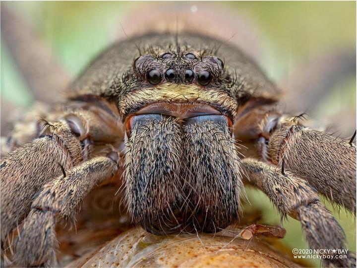 Image du produit Laowa 50mm f/ 2.8 2X Apo MFT (Micro Four Thirds, Micro Four Thirds)