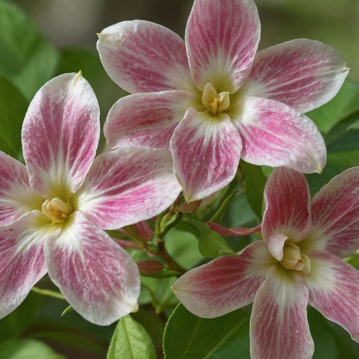 Actual product image Plant in a Box Jasminum x stephanense 'Starry Starry Summer Scent' - set of 3 jasmines (25 cm)