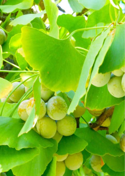 Produktbild Tropica Ginkgo Fächerblattbaum (Pflanzensamen)