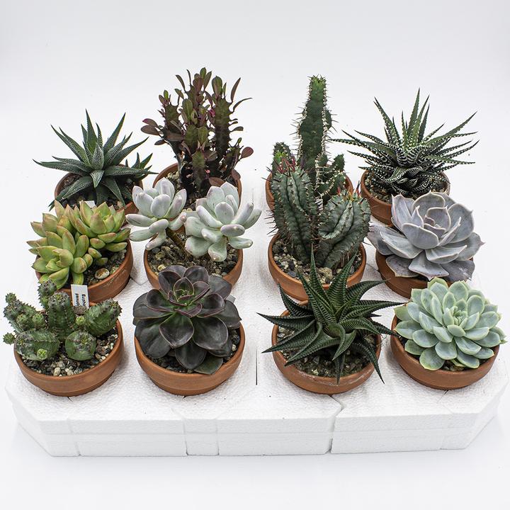 Immagine prodotto Kakteen Gautschi Set di succulente (10 cm)