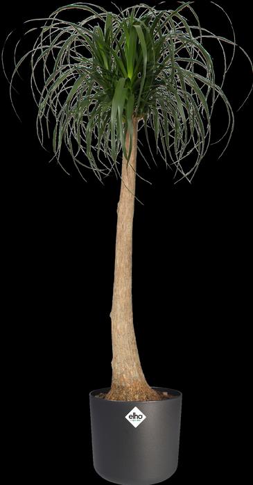 Actual product image Elho b.for soft (18.30 cm)