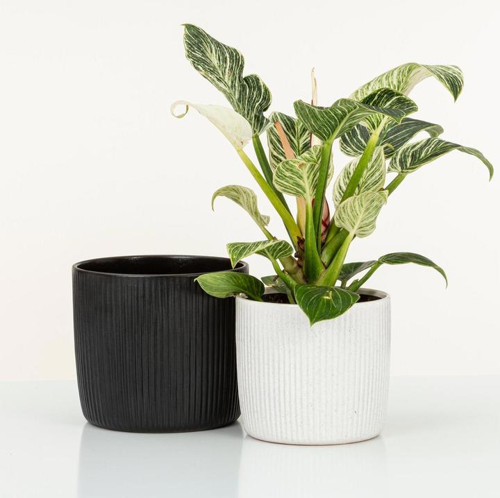 Actual product image Scheurich Flowerpot Ebano 16 cm, Black (17.60 cm)