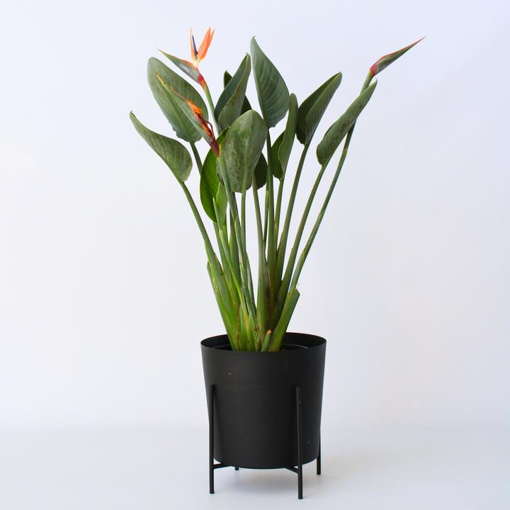 Actual product image Plant in a Box Strelitzia Reginea - Bird of paradise plant - With flower (80 cm)