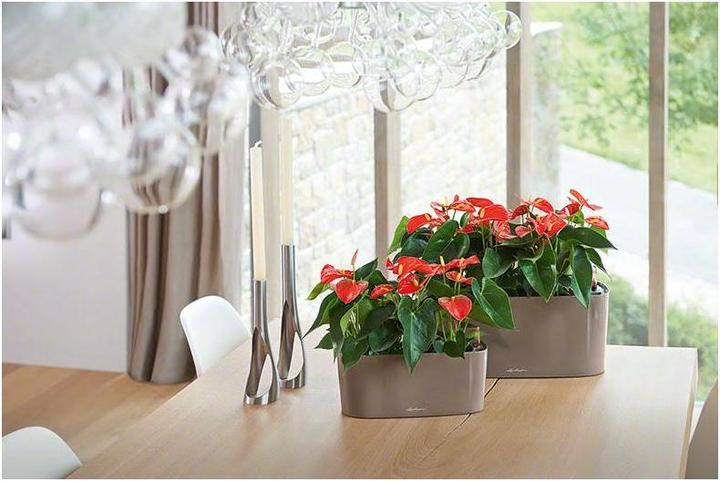 Produktbild Lechuza Delta (15 cm)