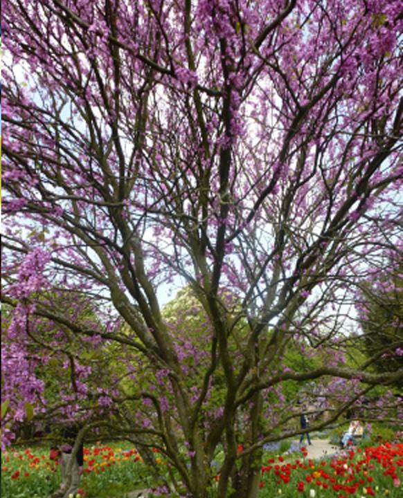 Image du produit Tropica Arbre d'amour - Arbre de Judée (Cercis siliquastrum) (Graines de plantes)