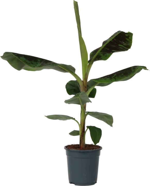 Actual product image Plant in a Box Musa Dwarf Cavendish - (90 cm)