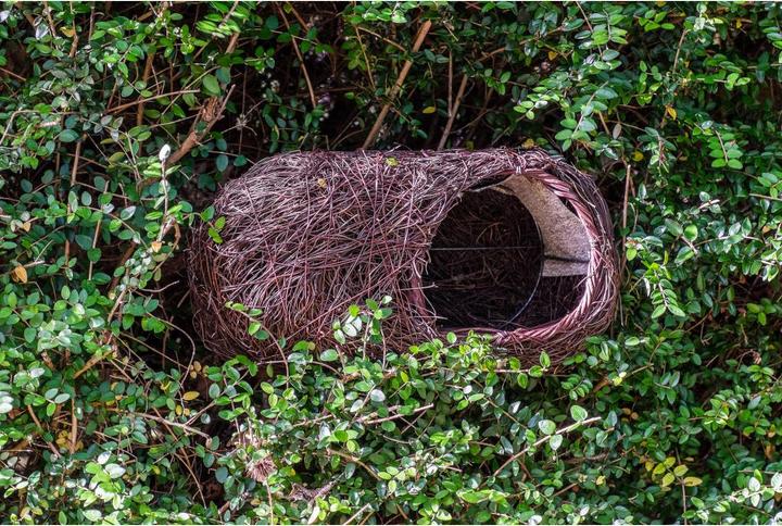 Immagine prodotto Wildlife World Cassetta nido