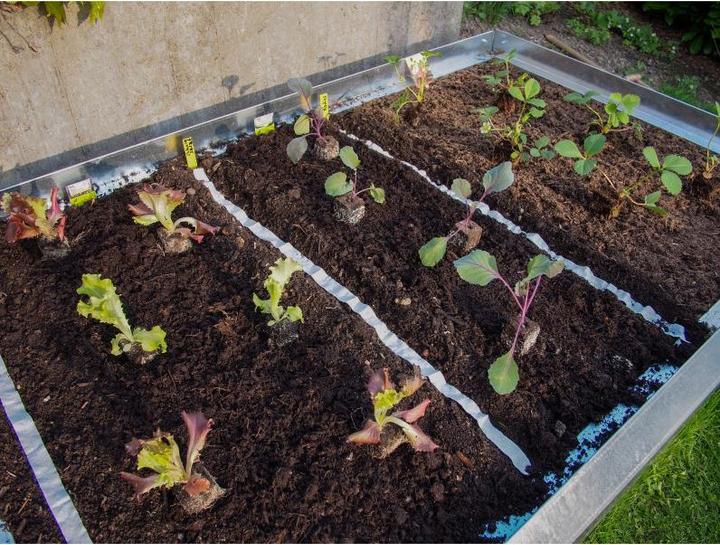 Image du produit Colibri Jardinières surélevées