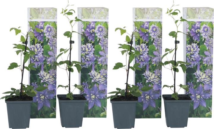 Produktbild Plant in a Box Clematis hybrid taiga - 4er Set Klematis (25 cm)