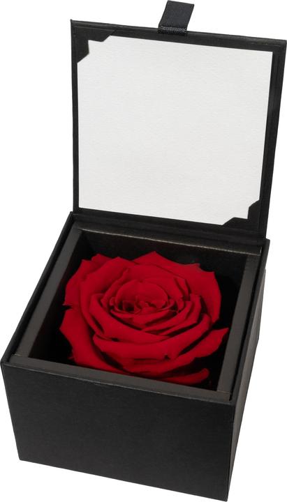 Immagine prodotto Migros Ostschweiz Rosa Premium (rosa stabilizzata) in confezione regalo (Fiori dell'Infinito)