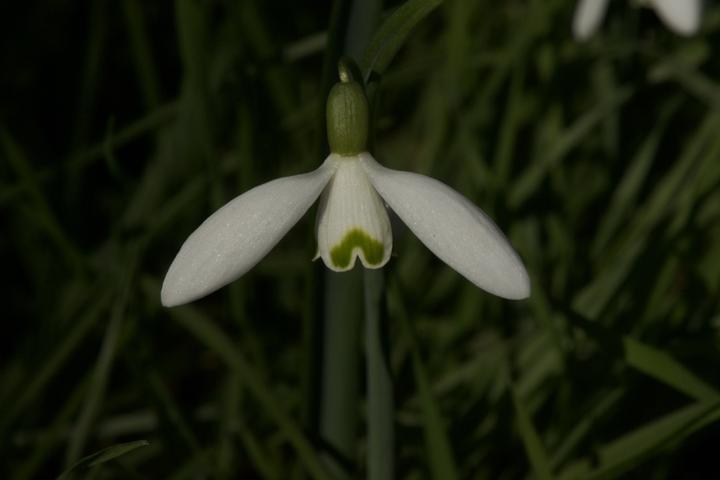 Immagine prodotto Calendario di grande formato Wildflowers 2025 58 (Copertina rigida, Tedesco)