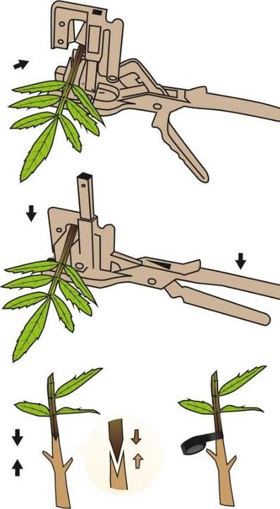 Produktbild Stocker Garden Stocker Veredelungszange Top