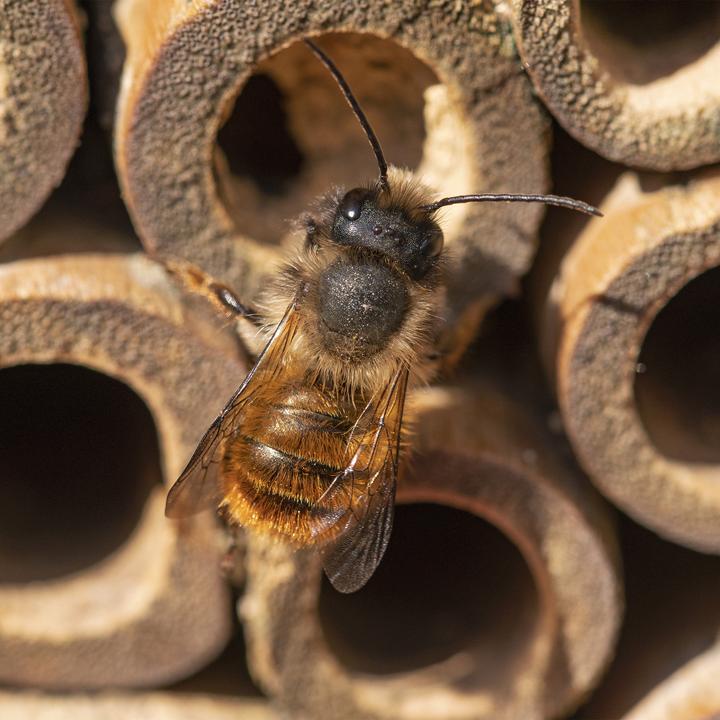 Produktbild Relaxdays Insektenhotel (Wildbienen, Biene)