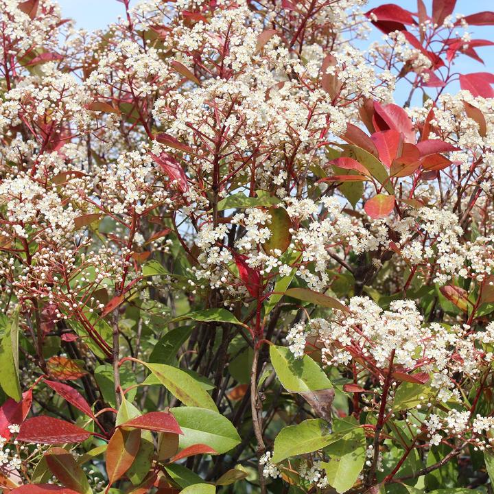 Immagine prodotto Zulauf Glanzmispel / Photinia f. 'Red Robin' (100 cm)