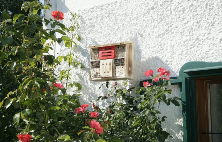 Produktbild Windhager Zur Linde (Florfliegen, Hummeln, Marienkäfer, Ohrwürmer, Wildbienen)